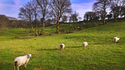 Sheep grazing in a field