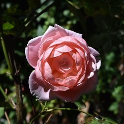 Close-up of pink rose