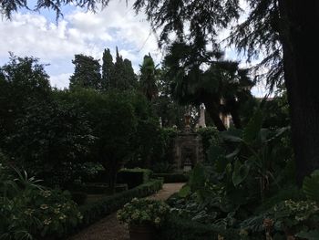 Plants and trees against sky