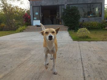 Portrait of dog standing against building