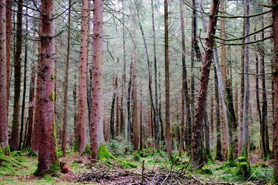 Trees in forest