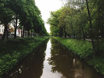 Reflection of trees in water