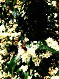 Close-up of bee on flower