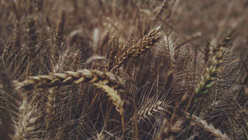 Close-up of wheat field