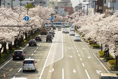 Japanese local railway fukui railway running fukutake line with cherry blossom in full bloom