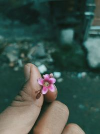 Close-up of hand holding pink flower