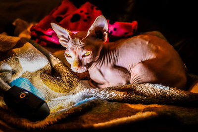 Close-up portrait of a cat resting