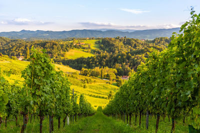 Scenic view of vineyard against sky in austria