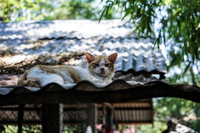 Portrait of a cat