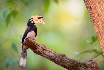 Close-up of bird perching on tree