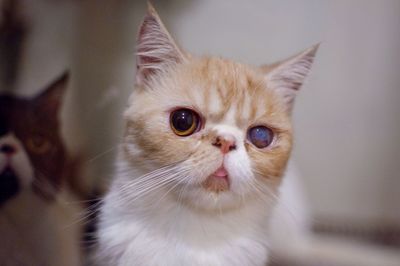 Close-up portrait of persian cat