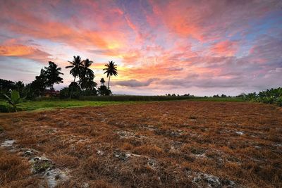 Scenic view of trees on field against sky at sunset
