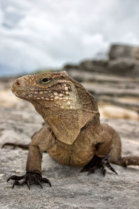 Close-up of lizard