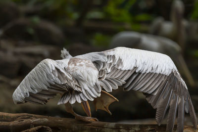 Close-up of a bird flying