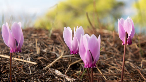 Close-up of purple crocus blooming on field