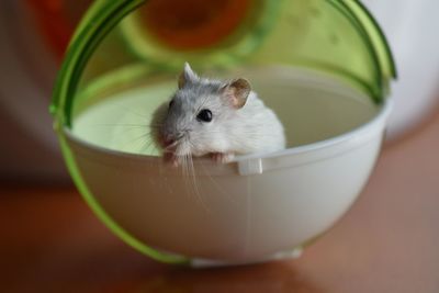 Rat peeking in toy ball