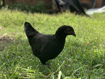 Black bird on a field