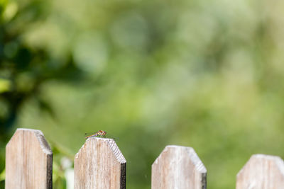 Close-up of insect perching on wooden post