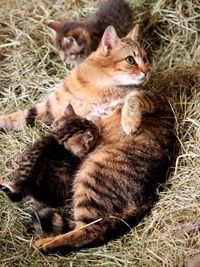 View of a cat lying on grass