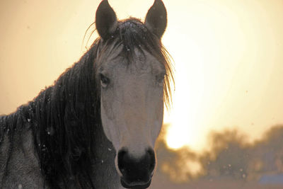 Close-up portrait of a horse