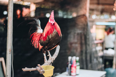 Close-up of rooster