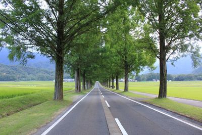 View of empty road along trees