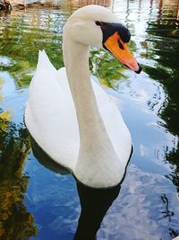 View of swan floating in lake