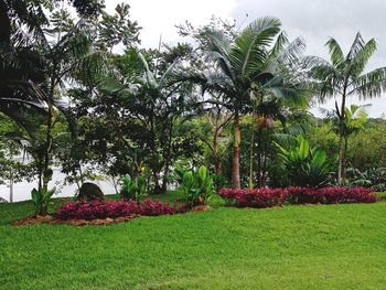 Trees and plants growing on field