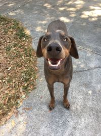 High angle portrait of dog standing outdoors