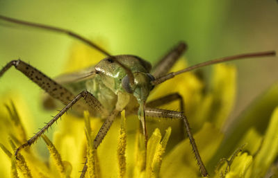 Close-up of insect on flower