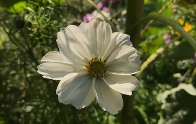 Close-up of white flowering plant