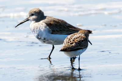 Close-up of bird perching on shore