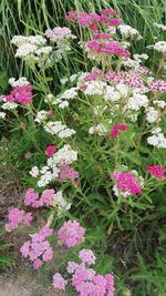 High angle view of pink flowering plants on field