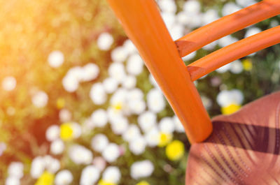 Close-up of orange flowering plant