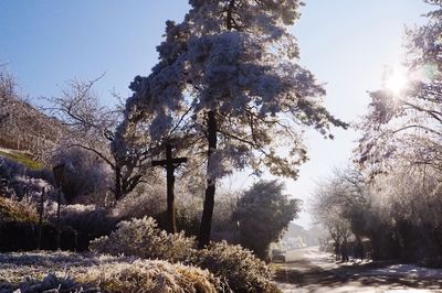 Trees in park against sky during winter