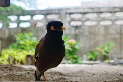 Close-up of bird perching on retaining wall