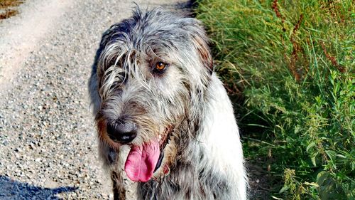 Close-up portrait of dog