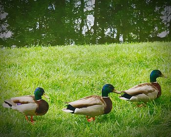 Ducks on field by lake