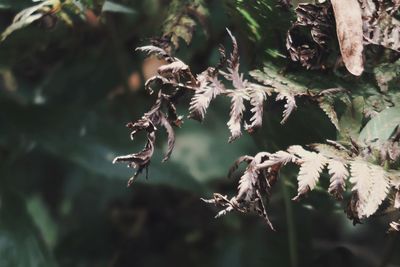 Close-up of flowering plant