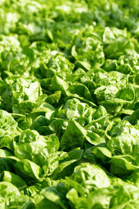 Full frame shot of green plants