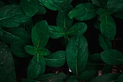 Close-up of raindrops on leaves