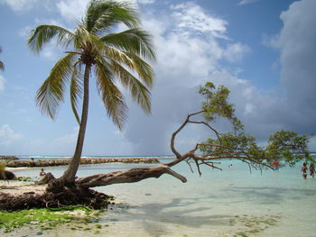 Palm trees on beach