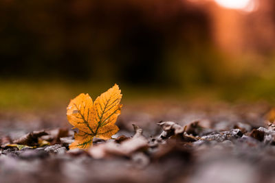 Close-up of dry leaves