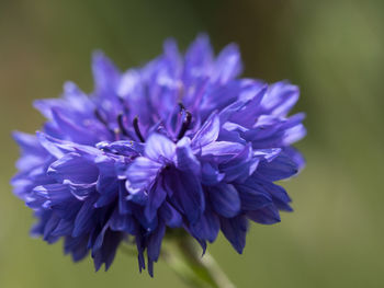 Close-up of purple flowering plant