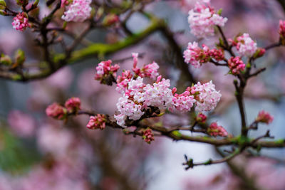 Pink trumpet