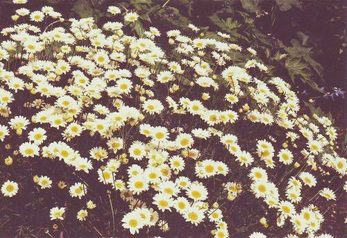 flower, freshness, petal, fragility, growth, beauty in nature, blooming, flower head, yellow, nature, plant, white color, high angle view, in bloom, abundance, blossom, field, daisy, outdoors, springtime