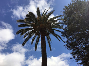 Low angle view of palm tree against cloudy sky