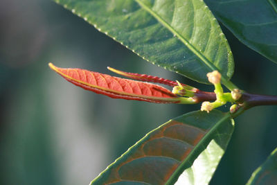 Close-up of red leaves on plant