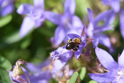 Close-up of bee on purple flower