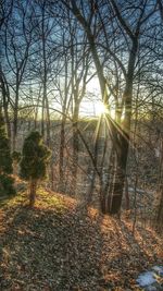 Sun shining through trees in forest